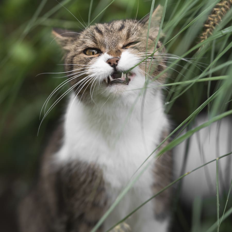 Cat standing on grass at Rabun County vet dentist