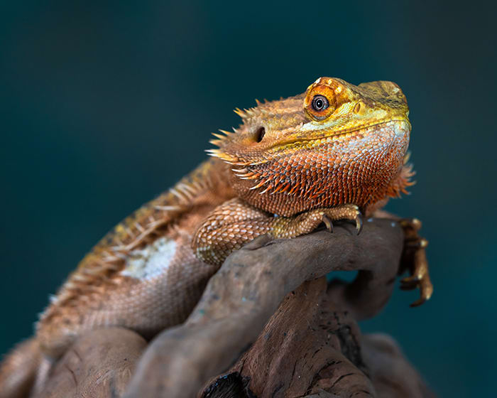 iguana at reptile vet in Rabun County