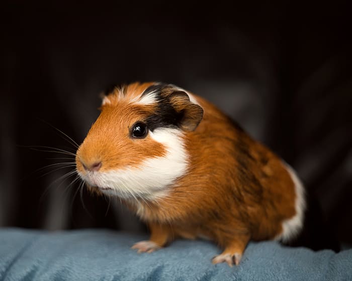 hamster at exotic vet check in Rabun Animal Hospital