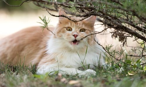 Rabun Animal Hospital | Rabun County Vet | Mountain City Rabun Animal Hospital | Rabun County Vet | Mountain City