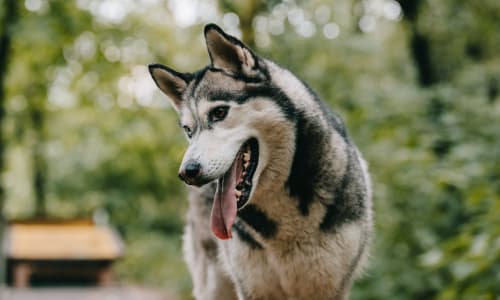 Rabun Animal Hospital | Rabun County Vet | Mountain City Rabun Animal Hospital | Rabun County Vet | Mountain City