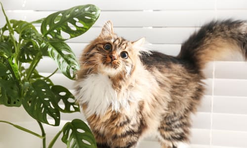 Veterinary Internal Medicine, Rabun Animal Hospital in Rabun County