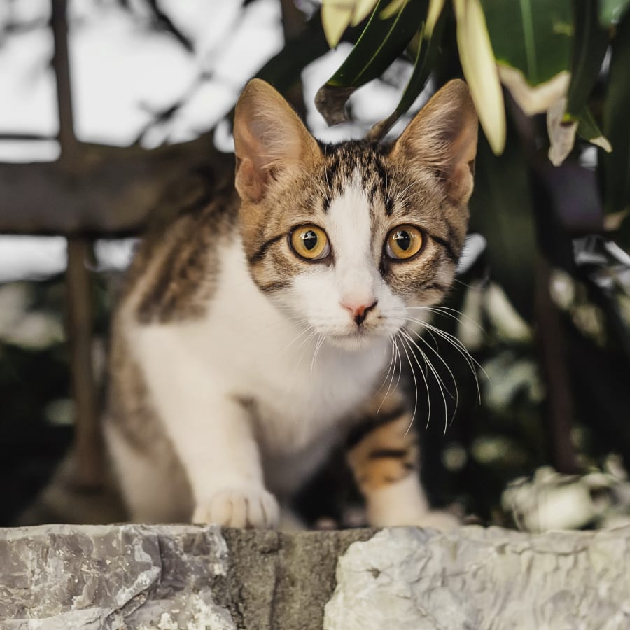 Puppies & Kittens, Rabun County Veterinarians