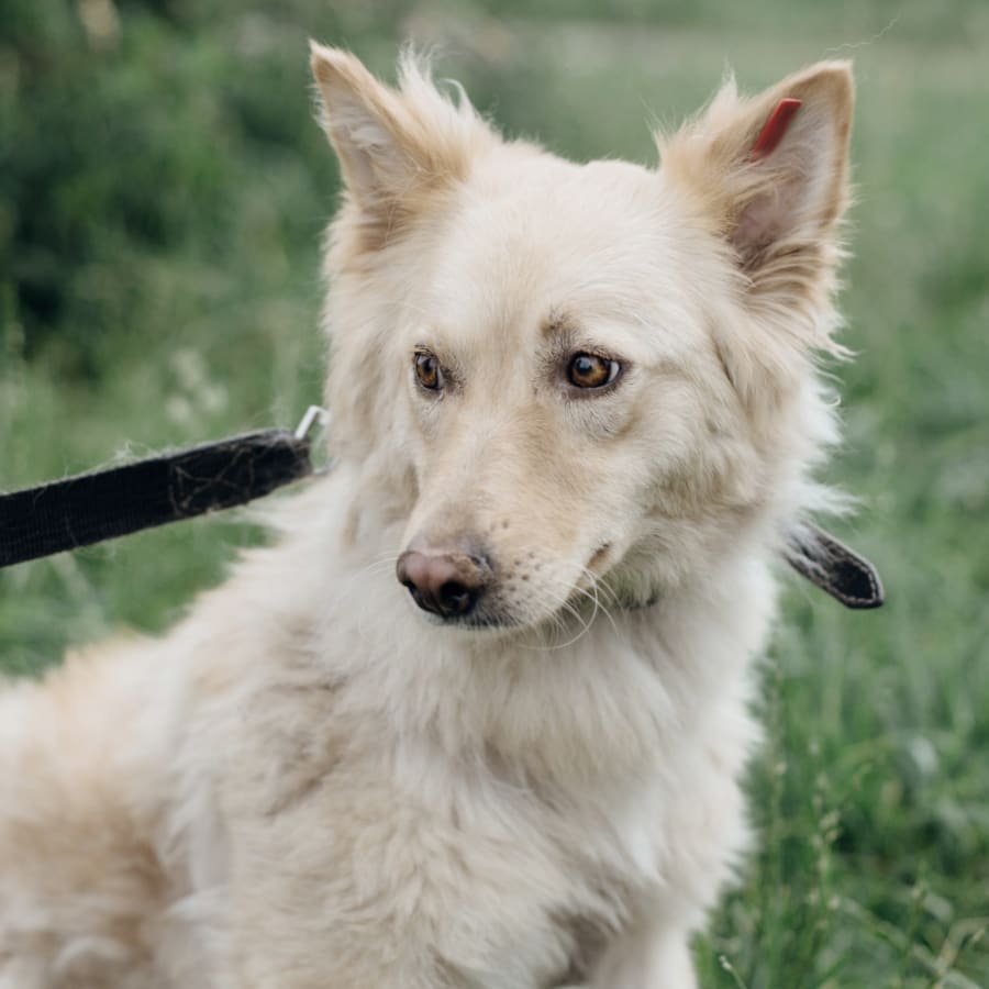 Dog Vaccinations in Rabun County